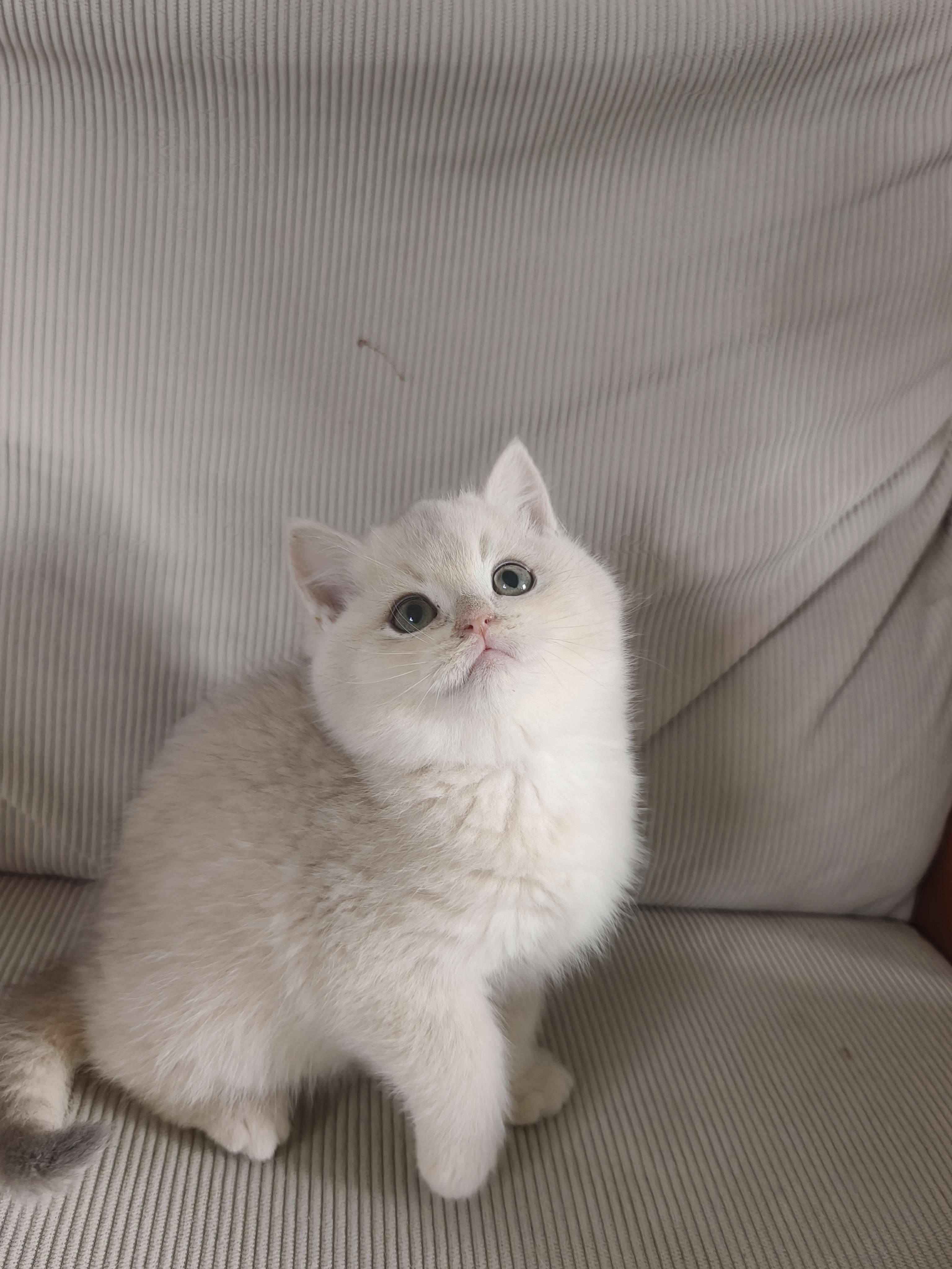 焦糖色蓝金弟弟找家，特价1688出